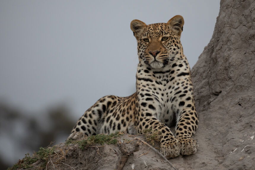 Brad Bestelink From Living with Leopards netflix