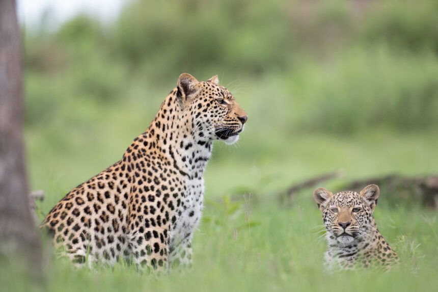 Brad Bestelink From Living with Leopards netflix