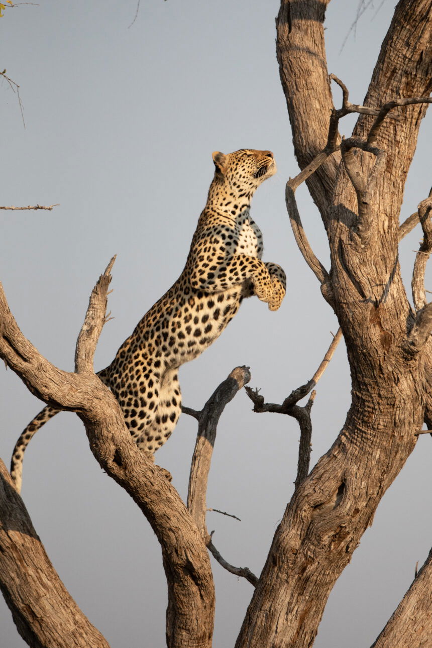 Living with Leopards netflix photos