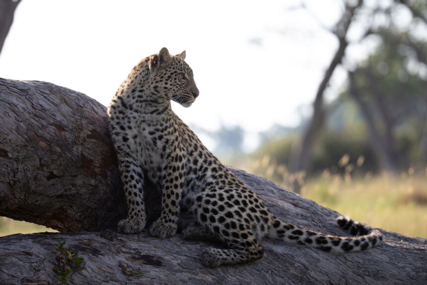 Brad Bestelink From Living with Leopards netflix