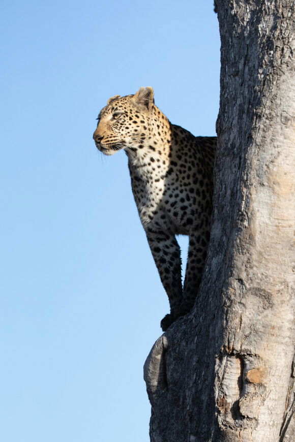 Brad Bestelink From Living with Leopards netflix