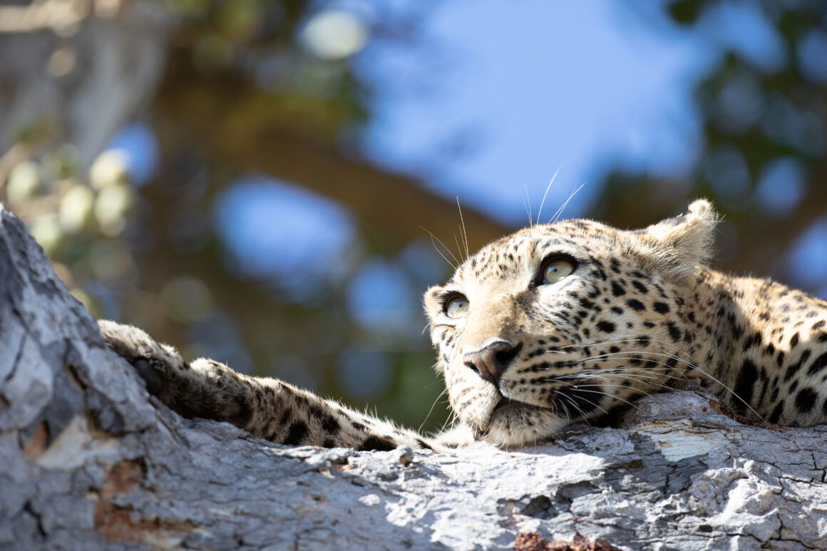 Brad Bestelink on ‘Living with Leopards’ and Wildlife Filmmaking