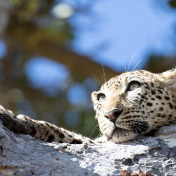 Brad Bestelink on ‘Living with Leopards’ and Wildlife Filmmaking