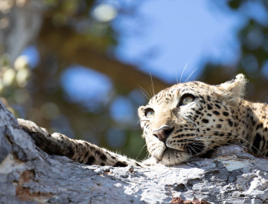 Brad Bestelink on ‘Living with Leopards’ and Wildlife Filmmaking
