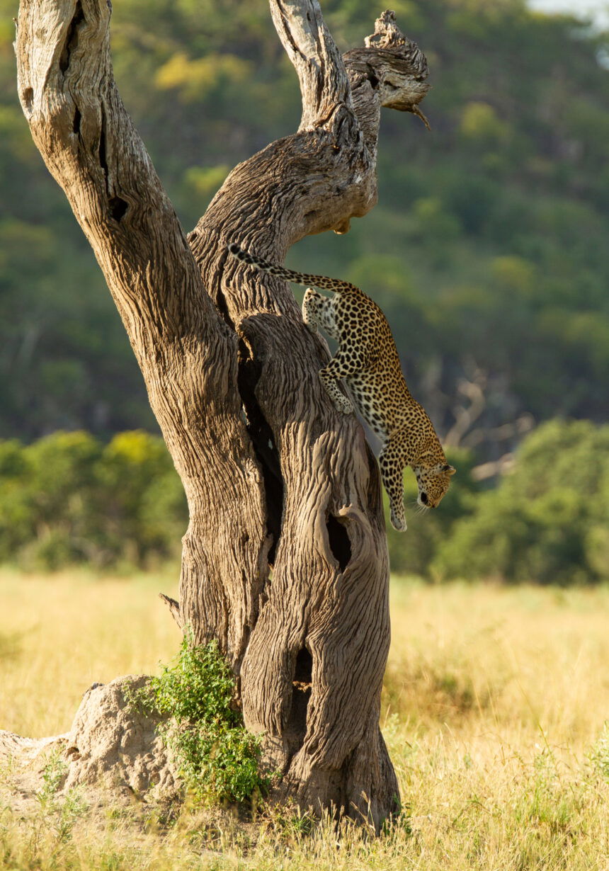Living with Leopards netflix photos