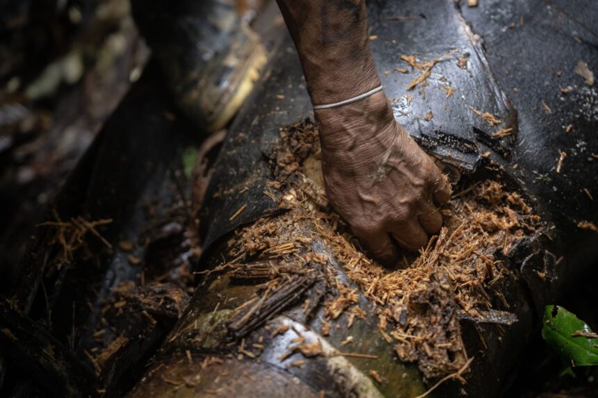 A Waorani community member preparing for a hunt in the dense Amazon rainforest.