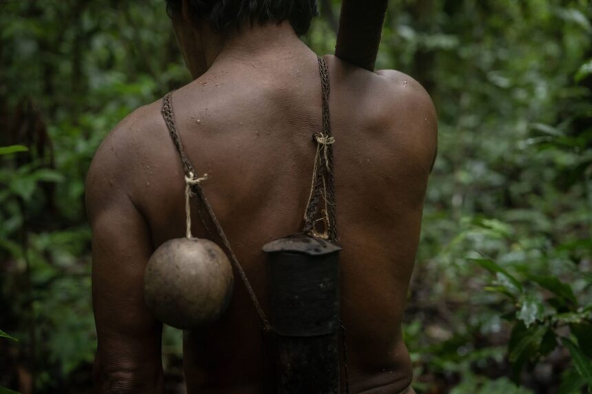 Dried piranha teeth, used as traditional tools by the Waorani people, laid out for display.