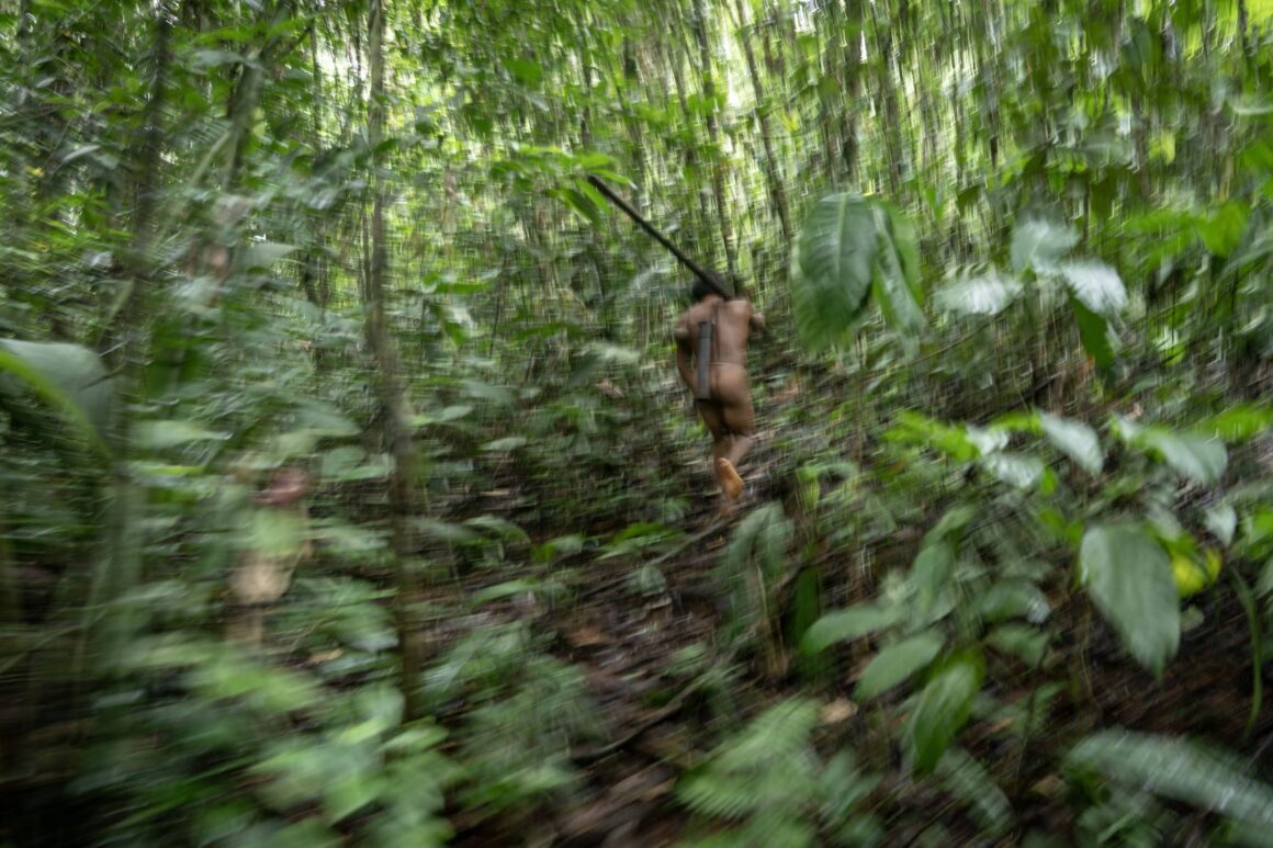 Waorani community members, armed with traditional hunting weapons, move through the dense Amazon rainforest.