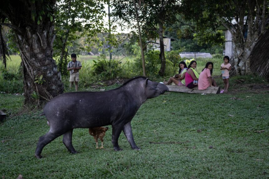 A tapir walking through the dense undergrowth of the Amazon rainforest in Yasuni National Park.