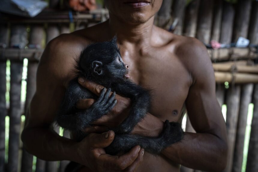 A domestic monkey sitting in a Waorani community setting in the Amazon rainforest.