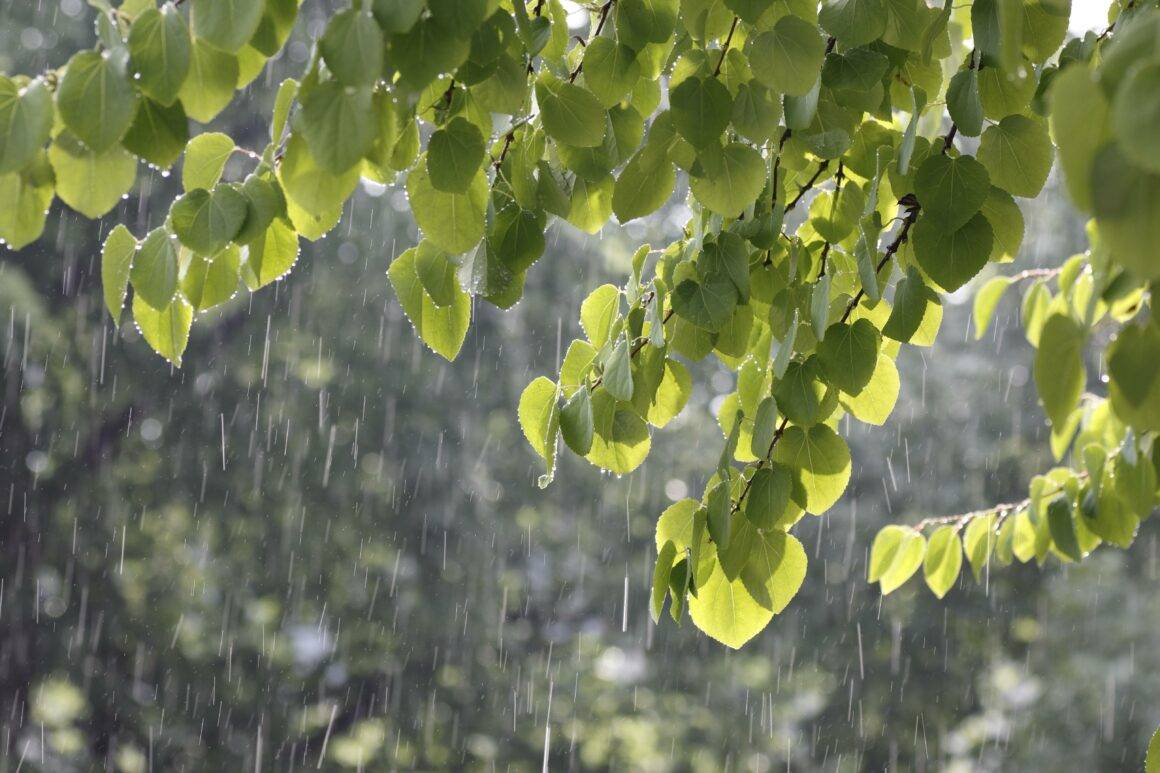 IMAGO / imagebroker | Katsura tree (Cercidiphyllum) bathed in summer rain, a serene moment captured through nature photography. August 8, 2010.