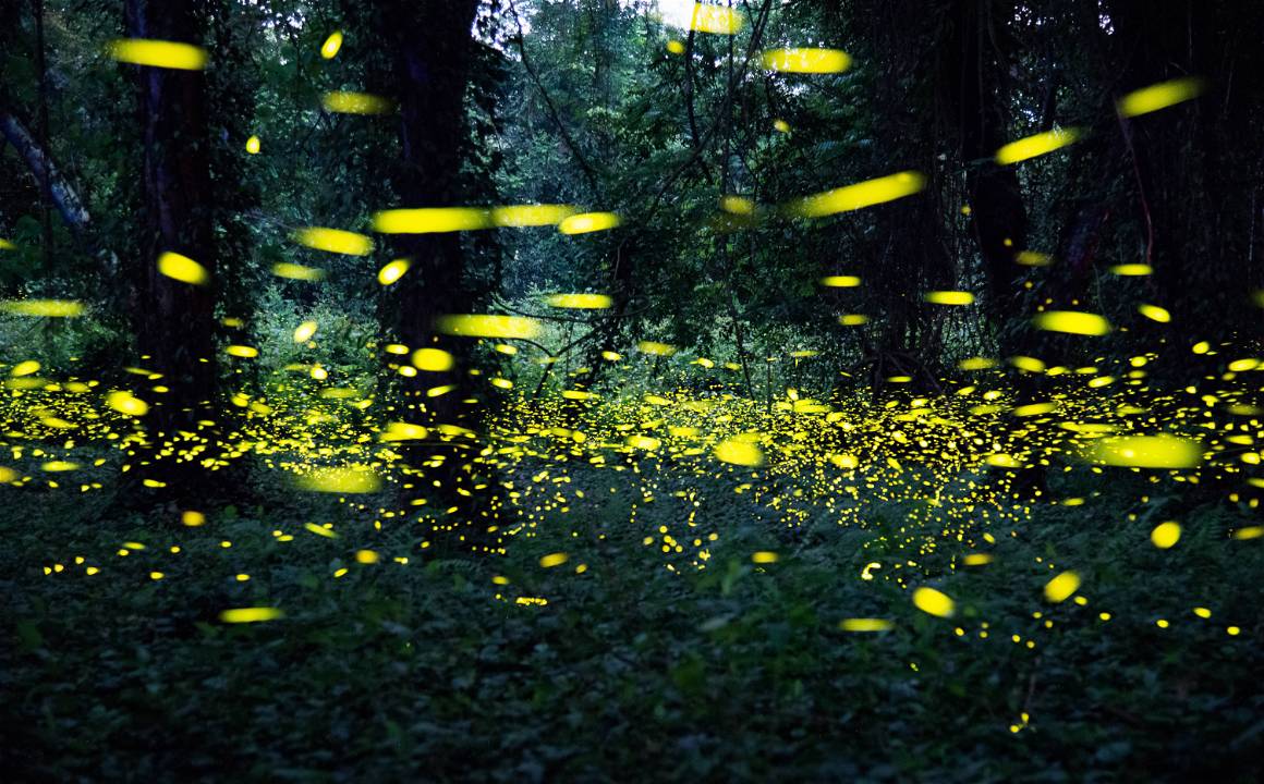 Swarms of fireflies light up a forest at South China National Botanical Garden on May 15, 2023 in Guangzhou, Guangdong Province of China. | The soundtrack of a photograph