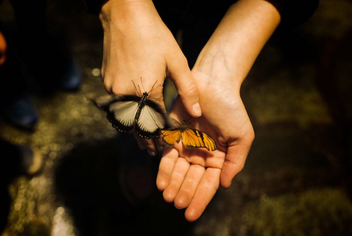 IMAGO / Cavan Images | Beautiful butterflies fluttering around a child's hand, captured in a stunning display of nature photography. November 28, 2023. Stockholm, Stockholm County, Sweden.