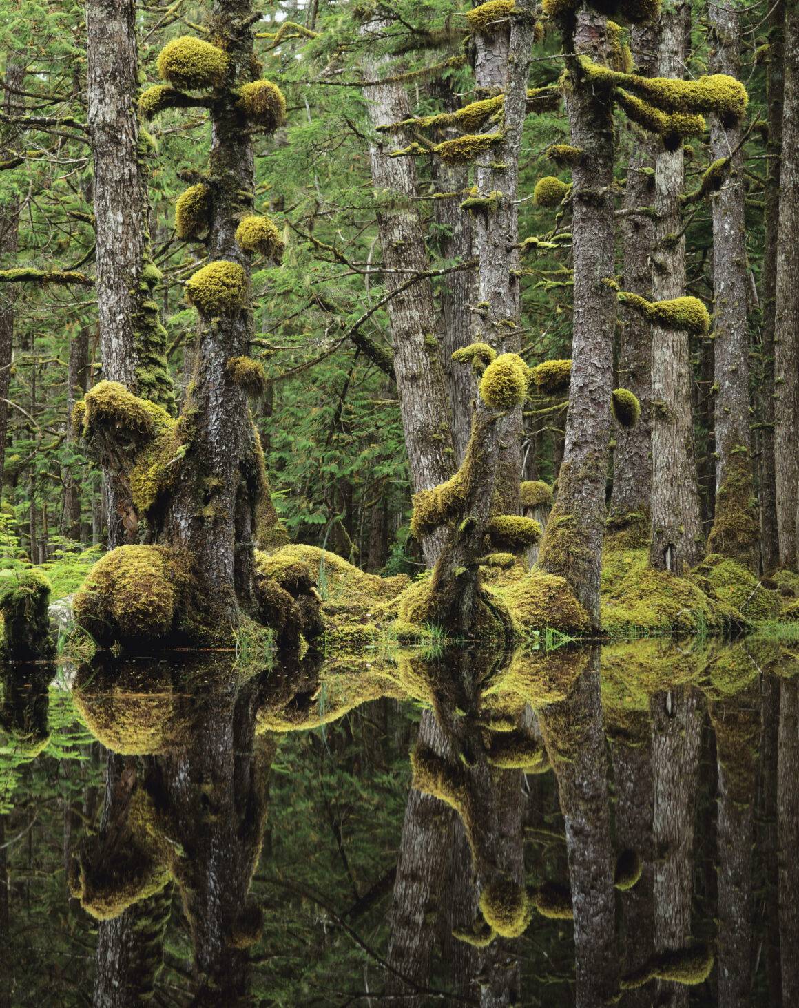 IMAGO / SuperStock | Tranquil swamp forest in Naikoon Provincial Park, Haida Gwaii. February 26, 2024.