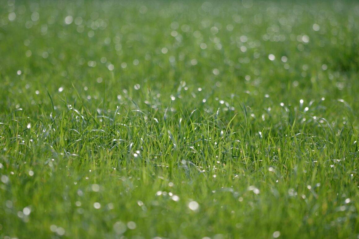 IMAGO / imagebroker / Anja Uhlemeyer-Wrona | The grass on the lush meadow glistens with dewdrops, a serene moment captured in nature photography. 