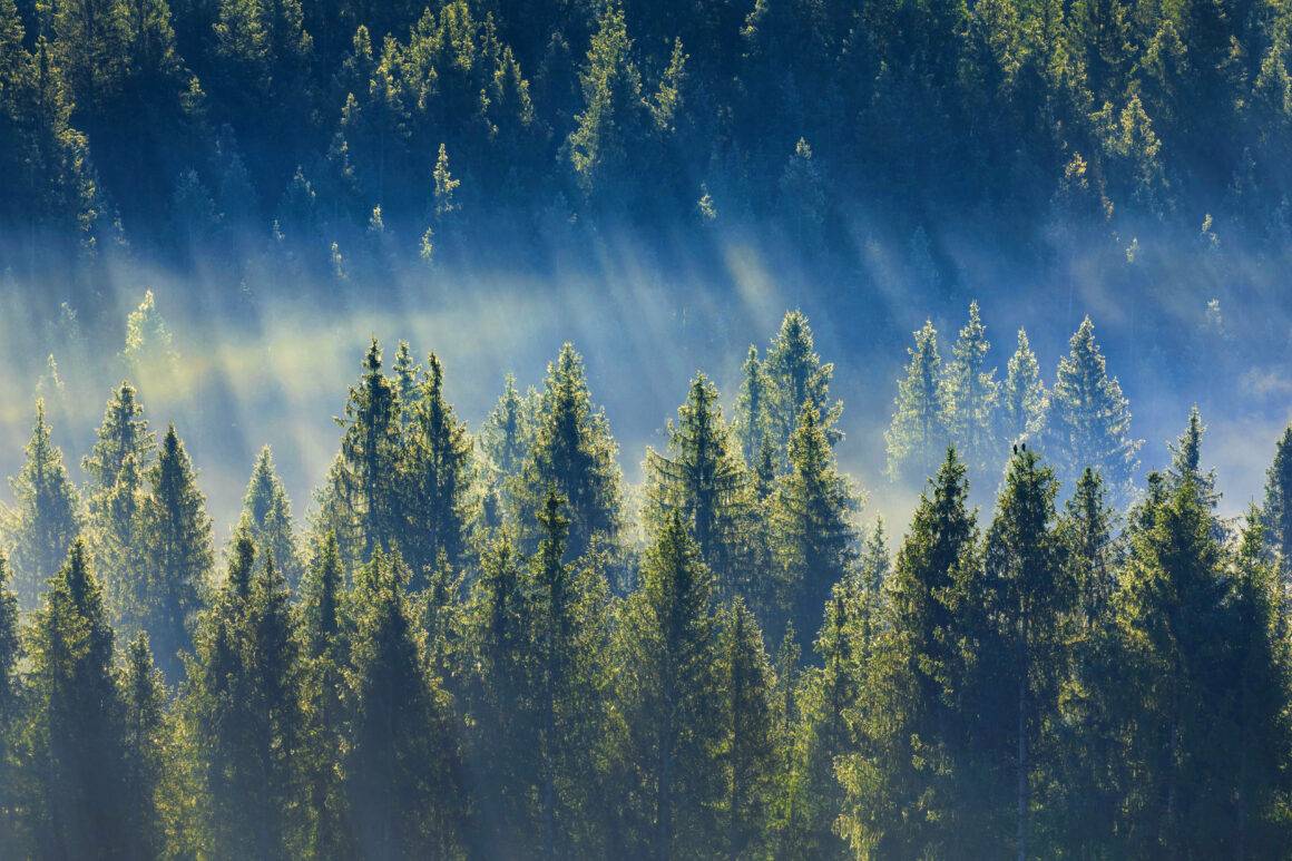 IMAGO / blickwinkel / P. Frischknecht | A Spruce forest and billows of mist envelop the landscape, a captivating scene for nature photography. Switzerland, Canton Zug, Oberaegeri.