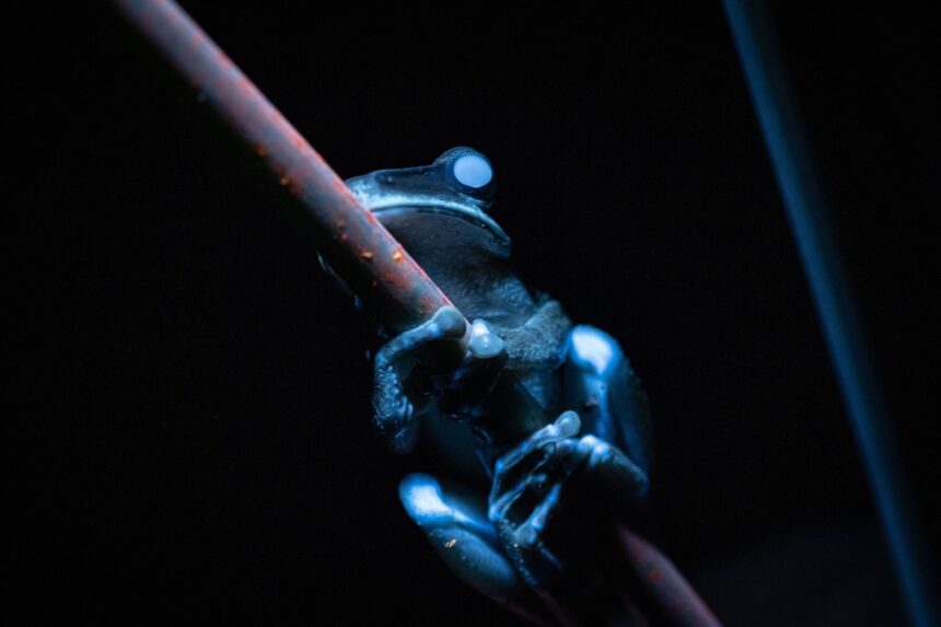 A biofluorescent creature glowing brightly under UV light in the dark Amazon rainforest.