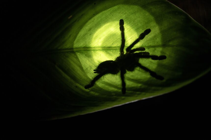 A wild animal in its natural habitat within the dense Amazon rainforest of Waorani territory.