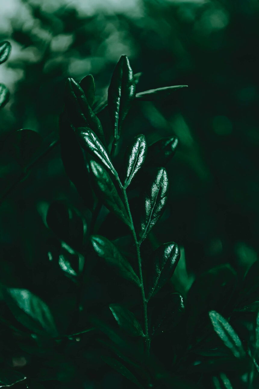 AI dataset and photography