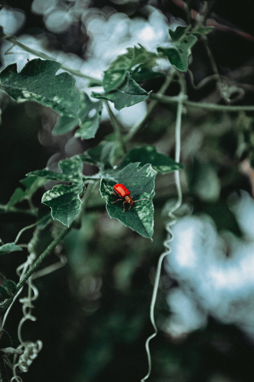 AI dataset and photography