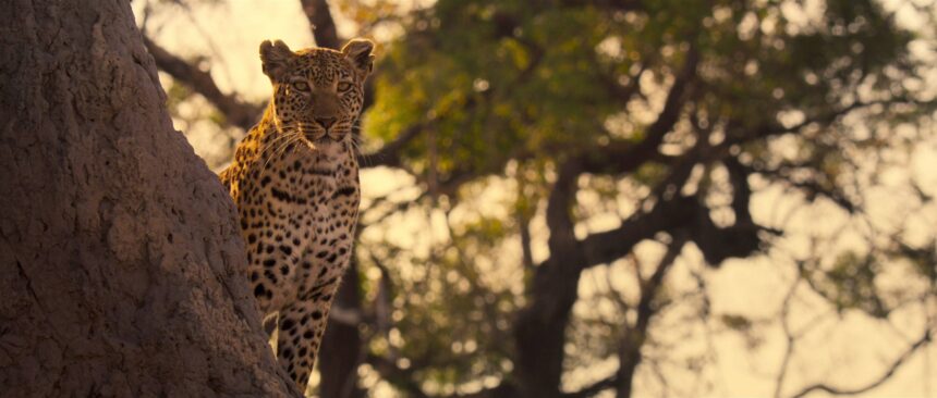 Living with Leopards documentary