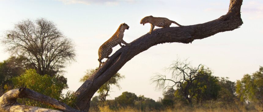 Living with Leopards documentary