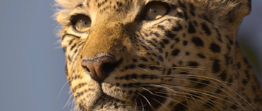 Living with Leopards documentary